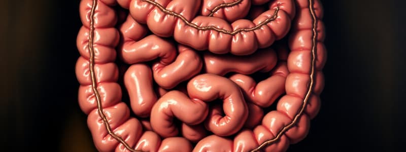 Digestive System: Duodenum and Pancreas Quiz