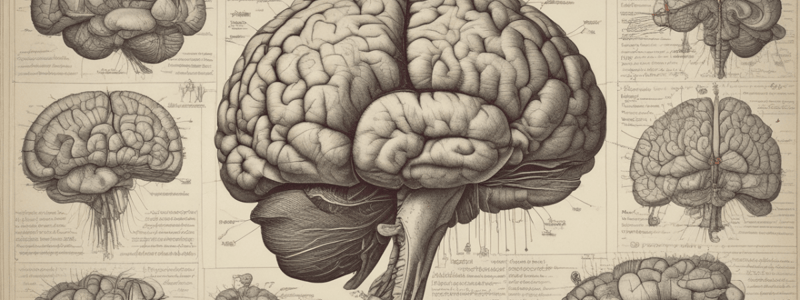 Brain Stem Functions