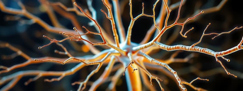 Central Nervous System & Neurotransmitters Quiz