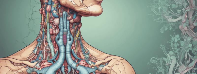 Thyroid Gland and Hormones Quiz