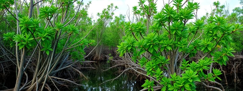 Mangrove Wetlands Overview