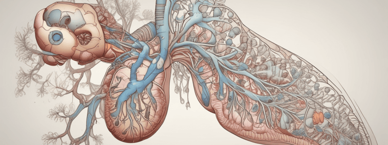 Development of The Respiratory System