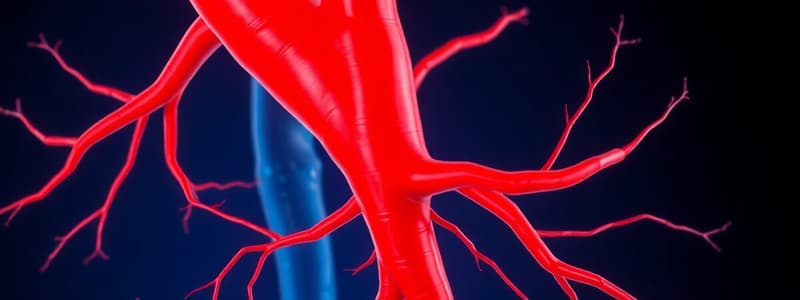 Arteries: Aorta and Ascending Aorta