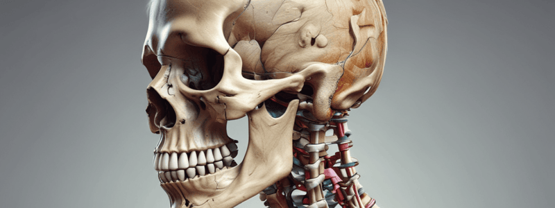 Human Skeletal System Basics