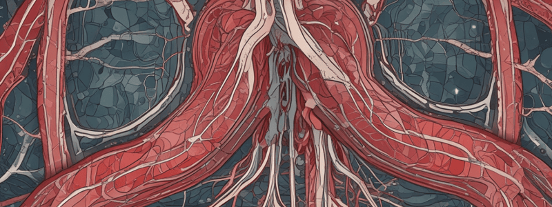 Cardiovascular System: Blood Vessels and Layers