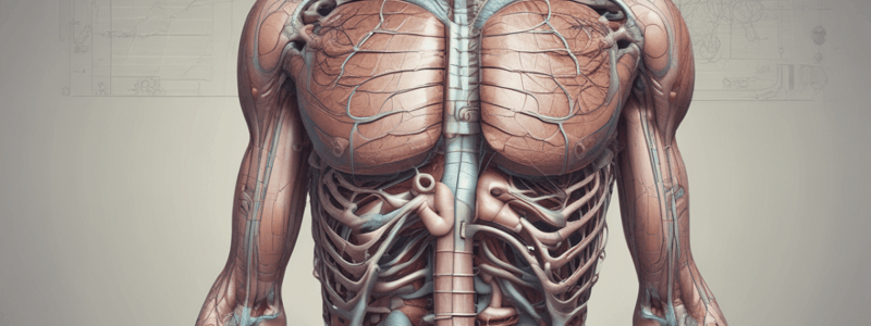 Gastrointestinal System: Stomach and Spleen