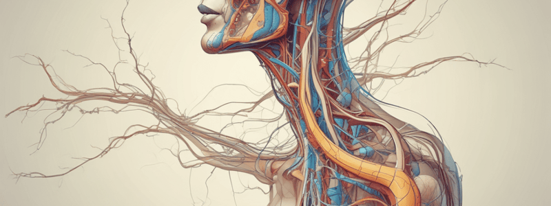 Sympathetic Nervous System Anatomy Quiz