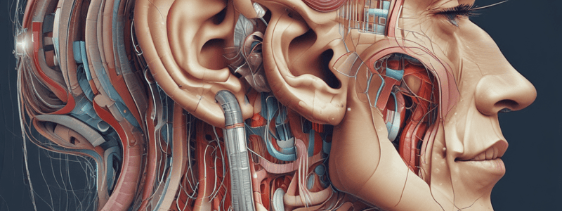 Anatomy LE 6: Auditory and Vestibular Pathways