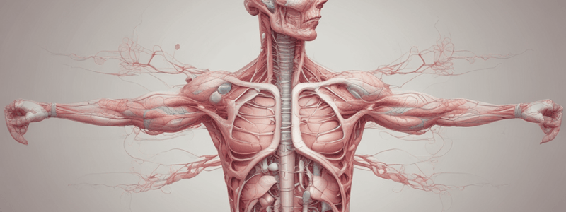 Male Reproductive System Anatomy