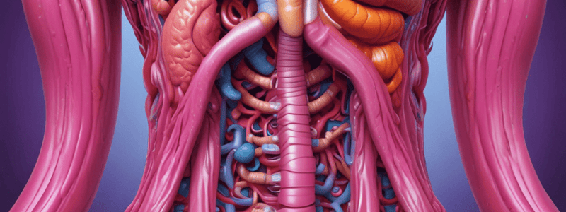 L20 Duodenum