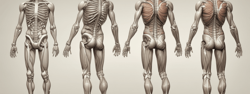 Anatomy of Joints: Fibrous, Cartilaginous, and Synovial Joints