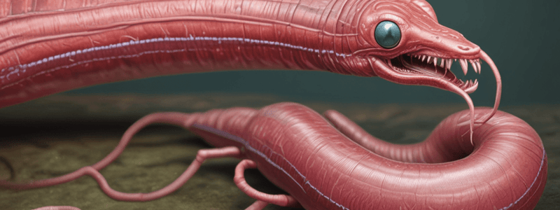 Earthworm Anatomy and Movement