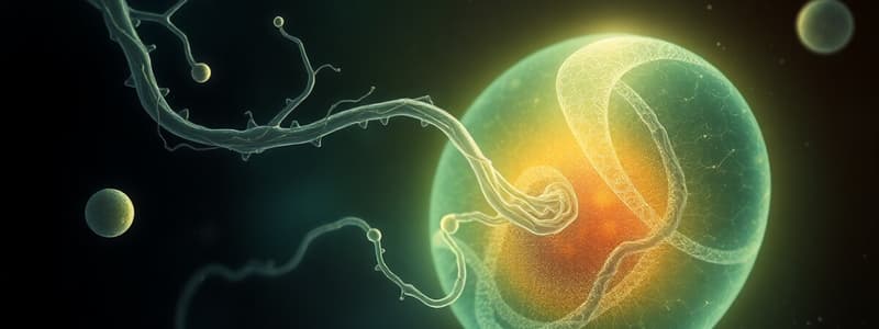 Prenatal Development and Gametogenesis