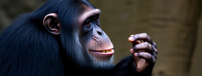 Chimpanzee Territorial Behavior