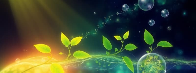 Photosynthesis Overview