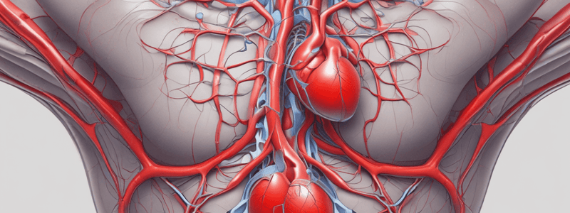 L'Apparato Cardiovascolare