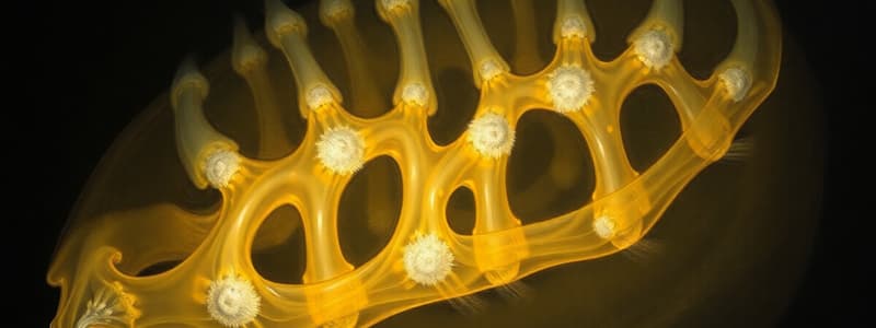 Endochondral Ossification Process