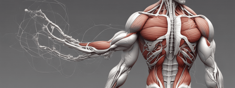 Myofibrils and Muscle Fibers