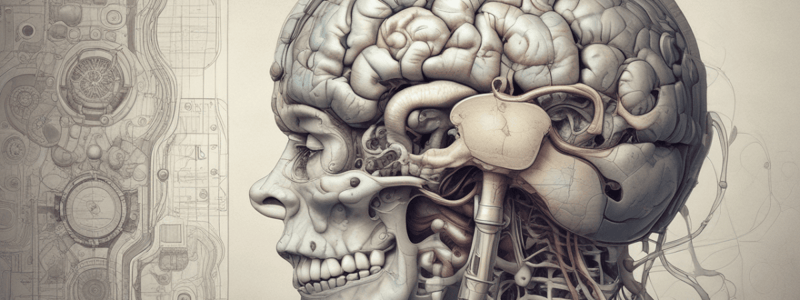 Brain Anatomy: Subarachnoid Spaces and Cisterns