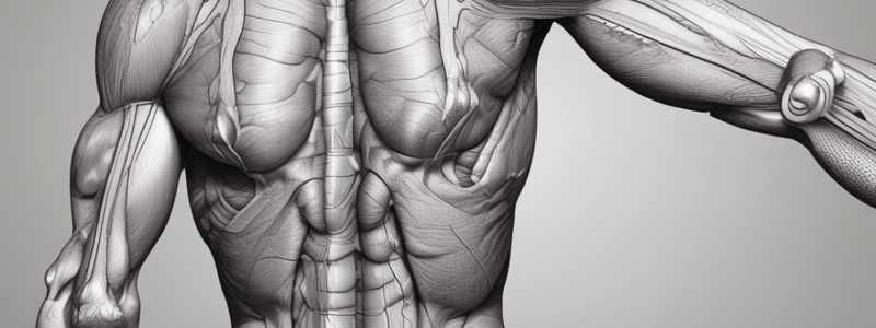 Muscle Tissue Characteristics