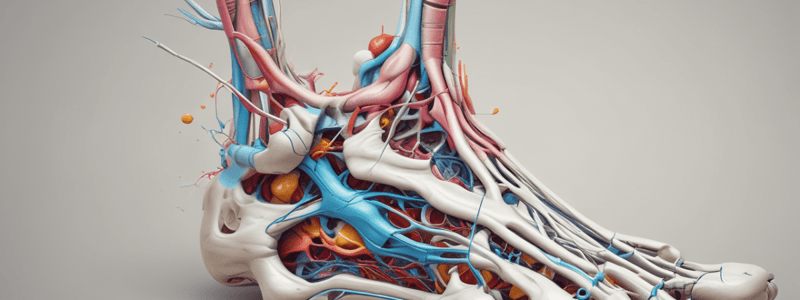 Foot Anatomy Views Quiz