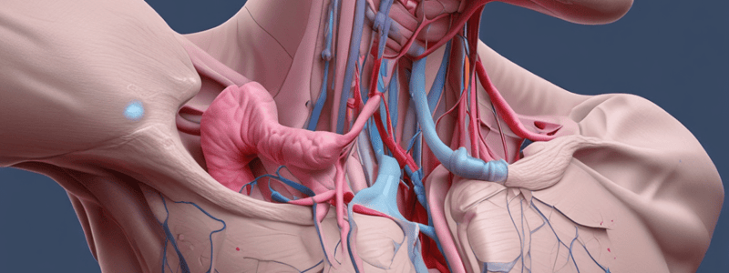 23.3 Lower Respiratory Tract