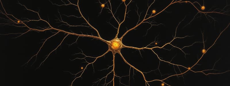 Neuroscience Chapter 12 - Classification of Neurons