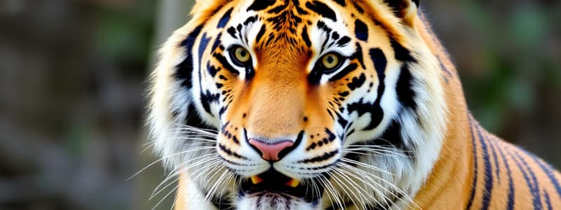 Siberian Tiger Facts and Adaptations