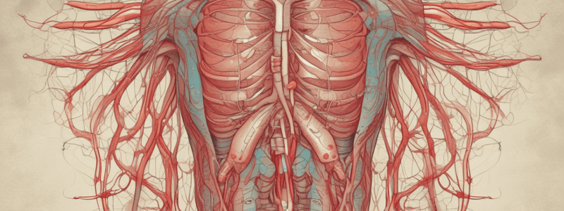 Lymphatic System and Blood Circulation