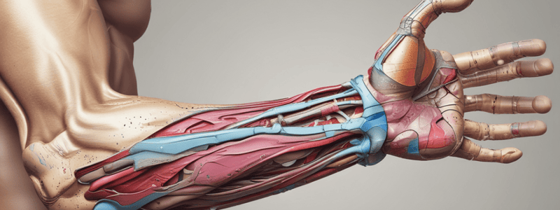 Anatomy of the Upper Limb Vessels