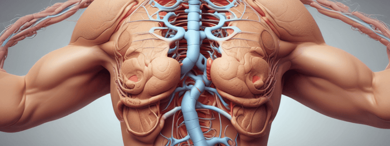 Abdominal Walls: Neurovasculature and Anatomy