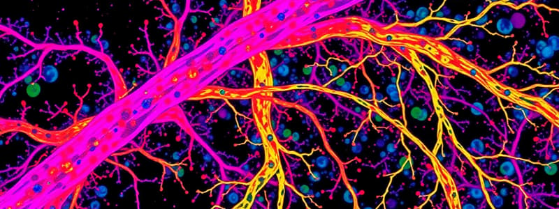 Nerve Fiber Structure and Staining Techniques