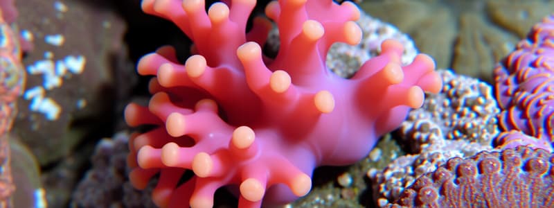 Anthozoa Characteristics Quiz