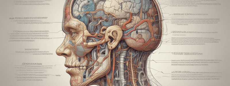 Anatomy of Central Nervous System Functions