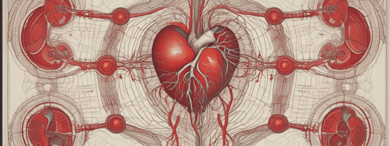 Posterior Interventricular Sulcus and Heart Blood Pathway