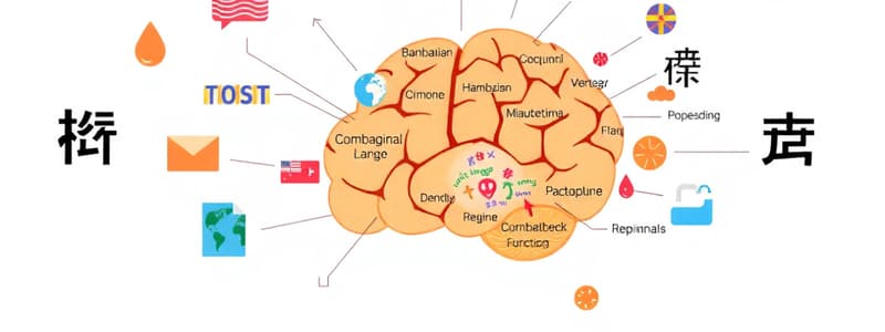 Connection Between Brain and Language