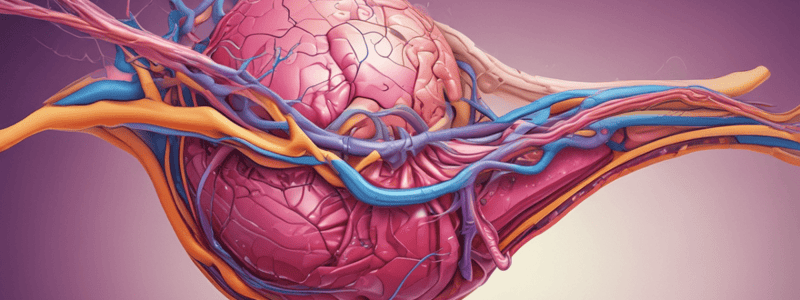 Anatomy of the Pancreas