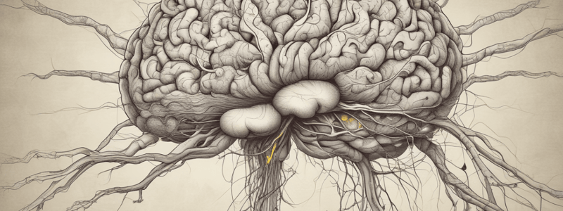 Mapping the Brain: Neuroanatomy