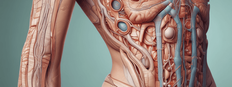 Human Anatomy Lecture 3: Skin