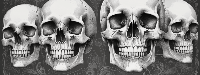 Skull Anatomy and Structure