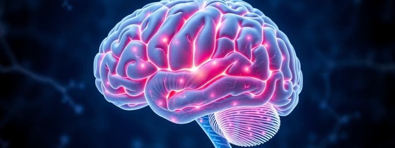 Brain Structure and Functions Quiz