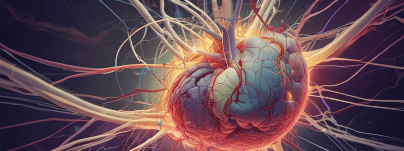 Ventricular System and CSF Overview