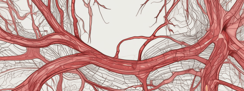 Blood Vessel Types and Structure