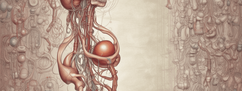 Urinary System Anatomy and Physiology