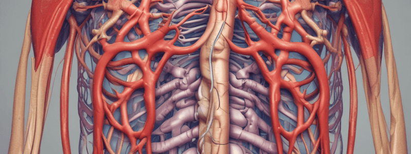 Anatomie du Médiastin