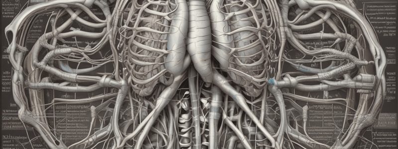 Anatomy of the Mediastinum