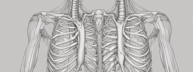 Anatomy of the Sternum