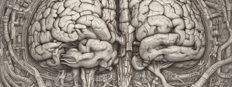 Cerebrum Structure and Functions