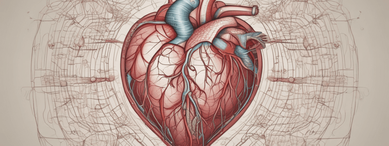 Circulatory System: Heart Structure and Function