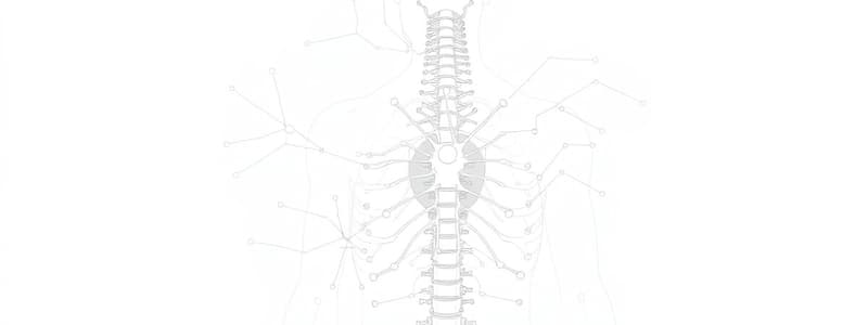 Neuroanatomia Motoneuroni e Vie Corticali (Fisio 15)